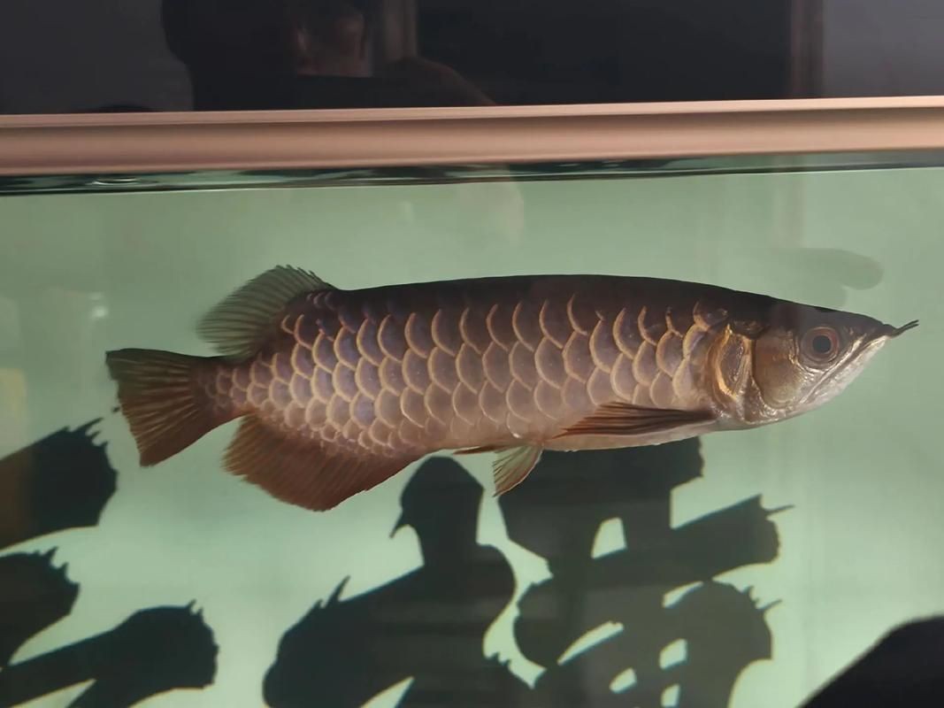 龍魚鰓蓋摔斷圖片大全【龍魚鰓蓋摔斷圖片展示了這一常見但令魚主人揪心的狀況】