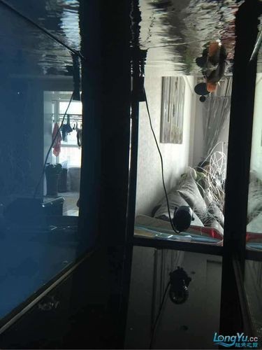 龍魚鰓蓋摔斷圖片大全【龍魚鰓蓋摔斷圖片展示了這一常見但令魚主人揪心的狀況】
