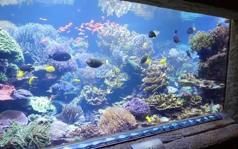 長島水族店【《長島水族店：海洋生物的奇妙世界》】