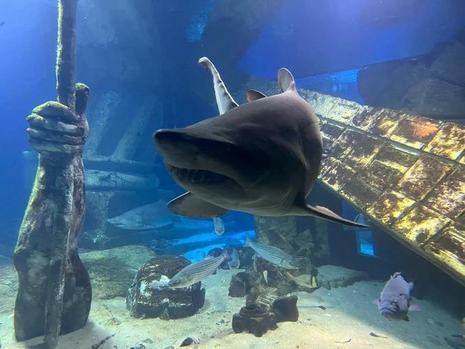 長島水族店【《長島水族店：海洋生物的奇妙世界》】