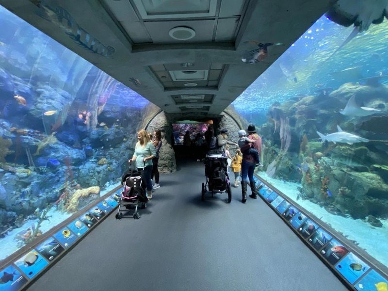 長島水族店【《長島水族店：海洋生物的奇妙世界》】