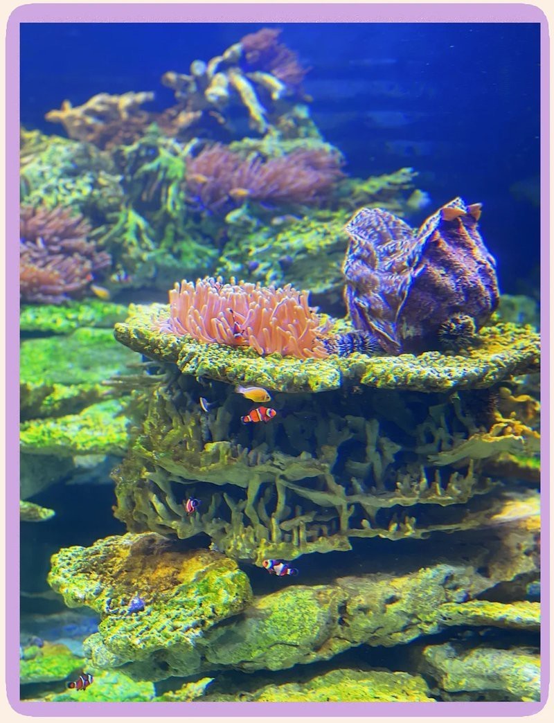 長島水族店【《長島水族店：海洋生物的奇妙世界》】