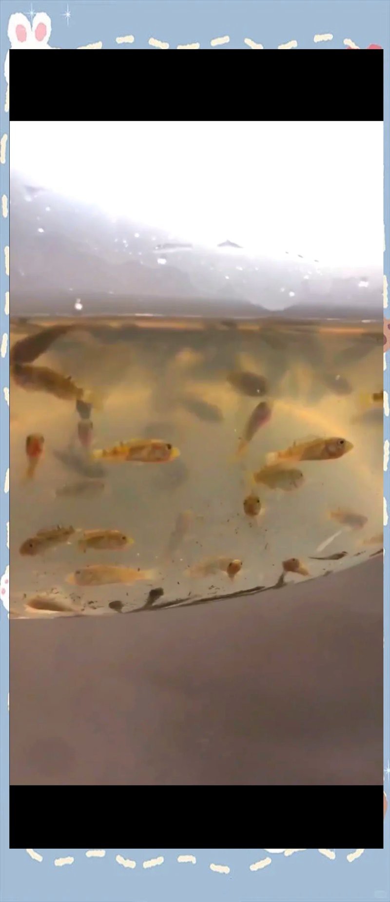 拼多多買魚苗可靠嗎【拼多多買魚苗的可靠性分析】