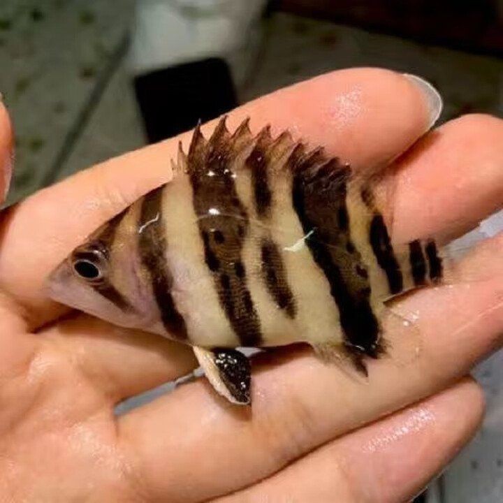 虎苗5和5最簡單區分【如何區分虎苗5和虎苗5】