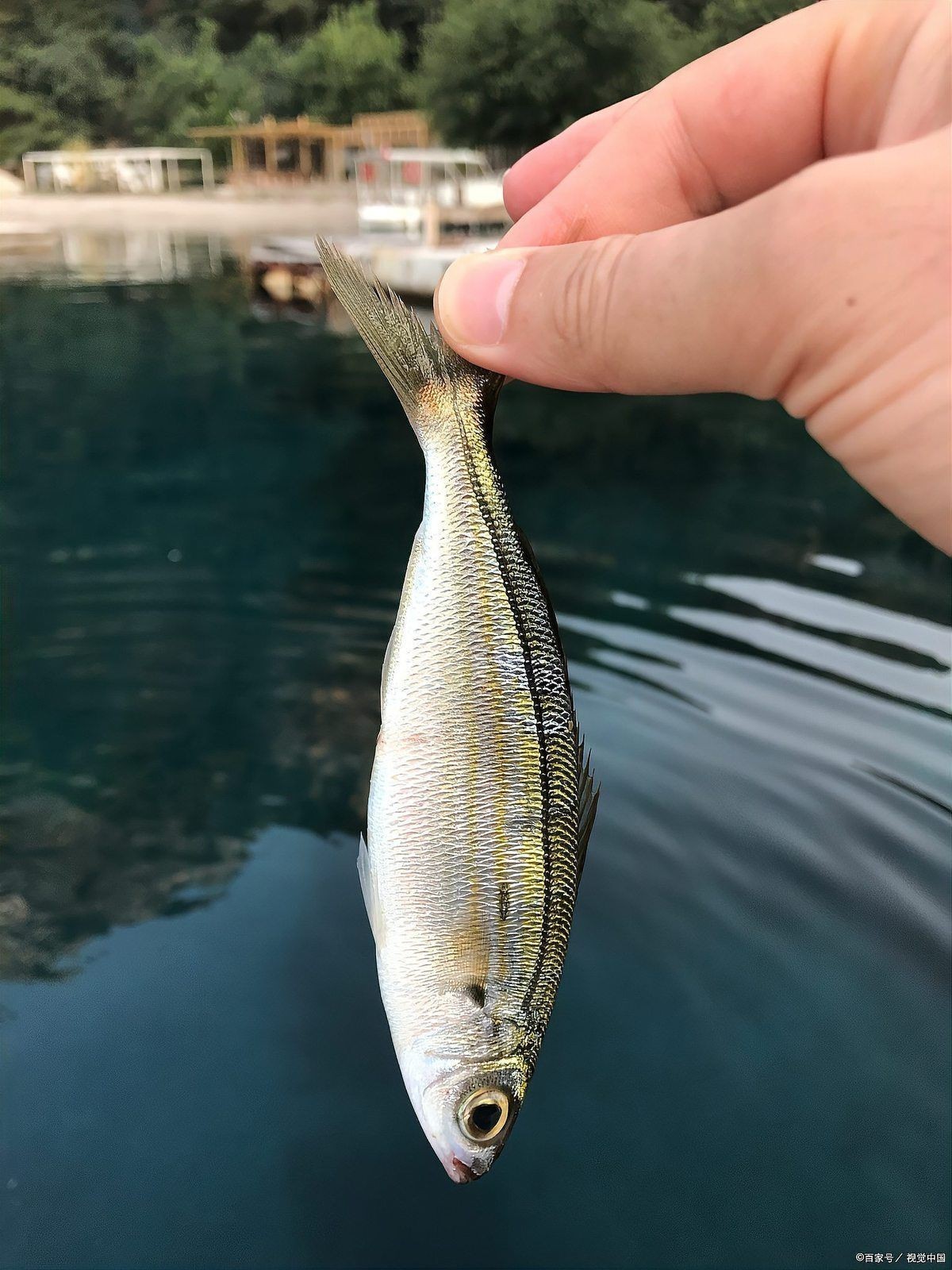 孟爾喂麥穗魚最忌三種東西【養殖麥穗魚的注意事項】