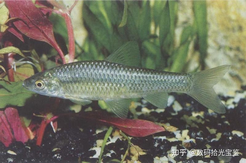 孟爾喂麥穗魚最忌三種東西【養殖麥穗魚的注意事項】