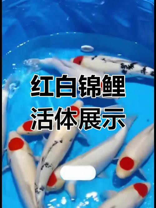 單三錦鯉圖片【單三錦鯉圖文解析】