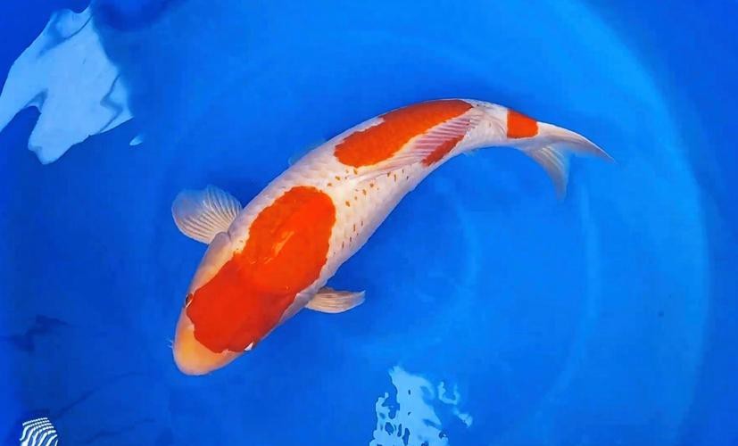 單三錦鯉圖片【單三錦鯉圖文解析】