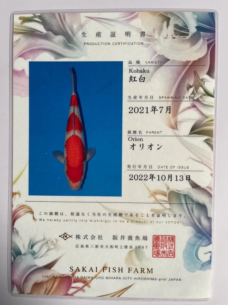 單三錦鯉圖片【單三錦鯉圖文解析】