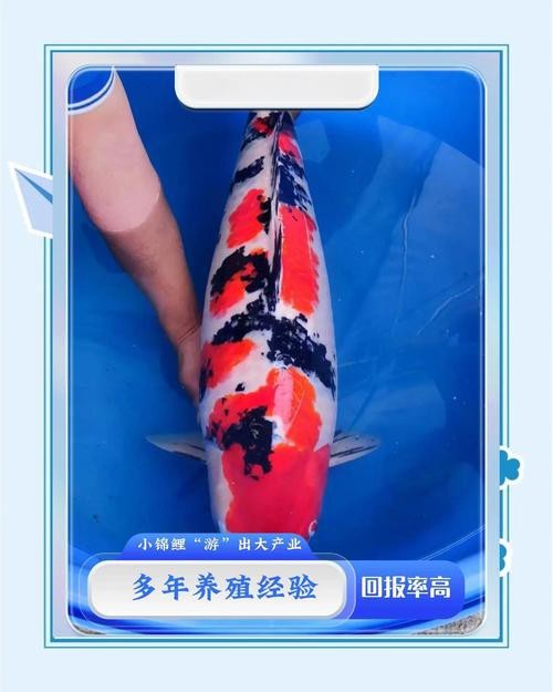 單三錦鯉圖片【單三錦鯉圖文解析】