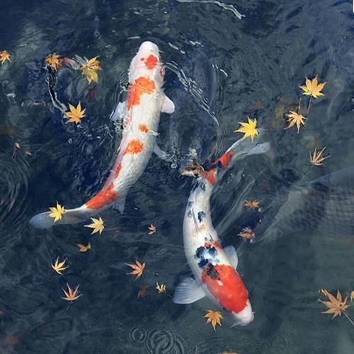單三錦鯉圖片【單三錦鯉圖文解析】