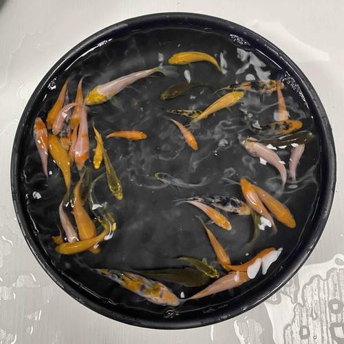 單三錦鯉圖片【單三錦鯉圖文解析】