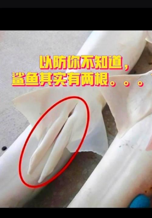 美人魚的私人部位圖片【關(guān)于美人魚的解剖結(jié)構(gòu)】