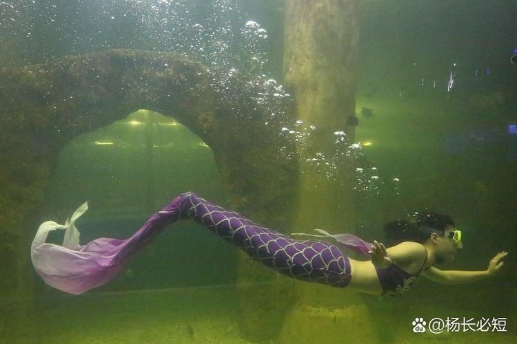 美人魚的私人部位圖片【關(guān)于美人魚的解剖結(jié)構(gòu)】
