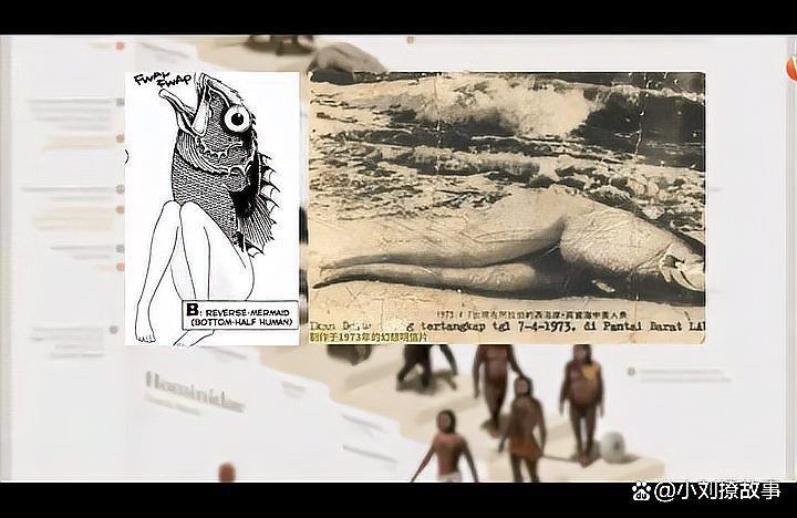 美人魚的私人部位圖片【關(guān)于美人魚的解剖結(jié)構(gòu)】