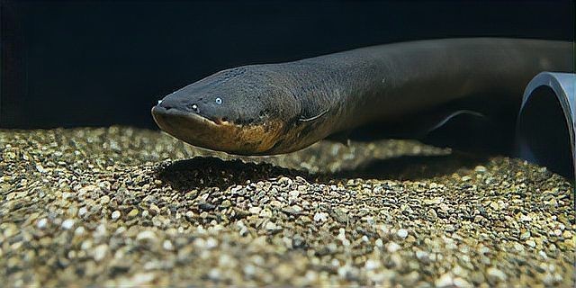 鰻魚(yú)和電鰻是一種東西嗎【探究暖寶寶，鰻魚(yú)與電鰻的區(qū)別】