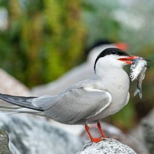 金絲貓魚不能養的原因【金絲貓魚不能養主要有以下原因，其一其一，其一，】