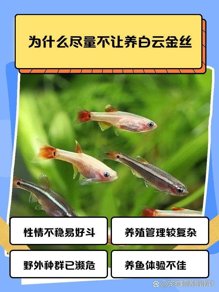 金絲貓魚不能養的原因【金絲貓魚不能養主要有以下原因，其一其一，其一，】