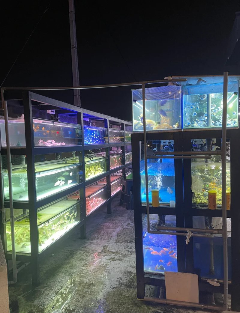峨邊水族店【峨邊水族店：水上精靈的奇妙世界】
