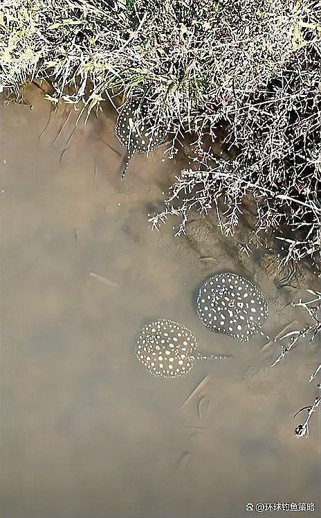 哪種魟魚最貴【皇冠黑白魟魚最貴三個品種信潮π】