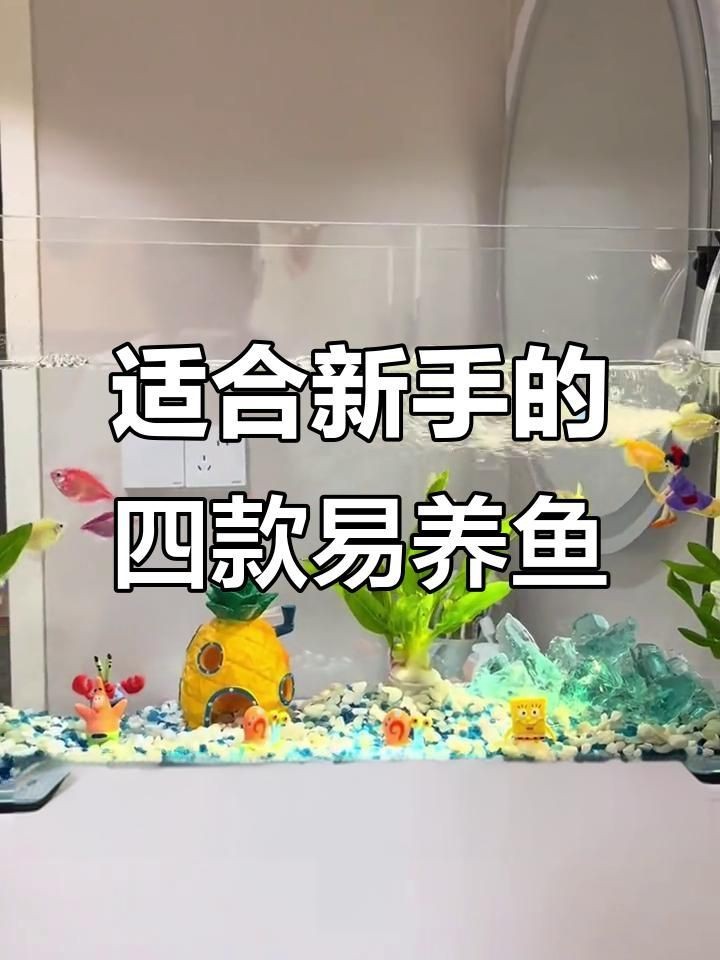 哪種魚最好養(yǎng)【十大最適合新手養(yǎng)的觀賞魚，皮實又美麗】
