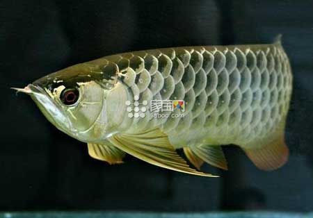 龍魚招財最厲害三種顏色【龍魚招財三色論】