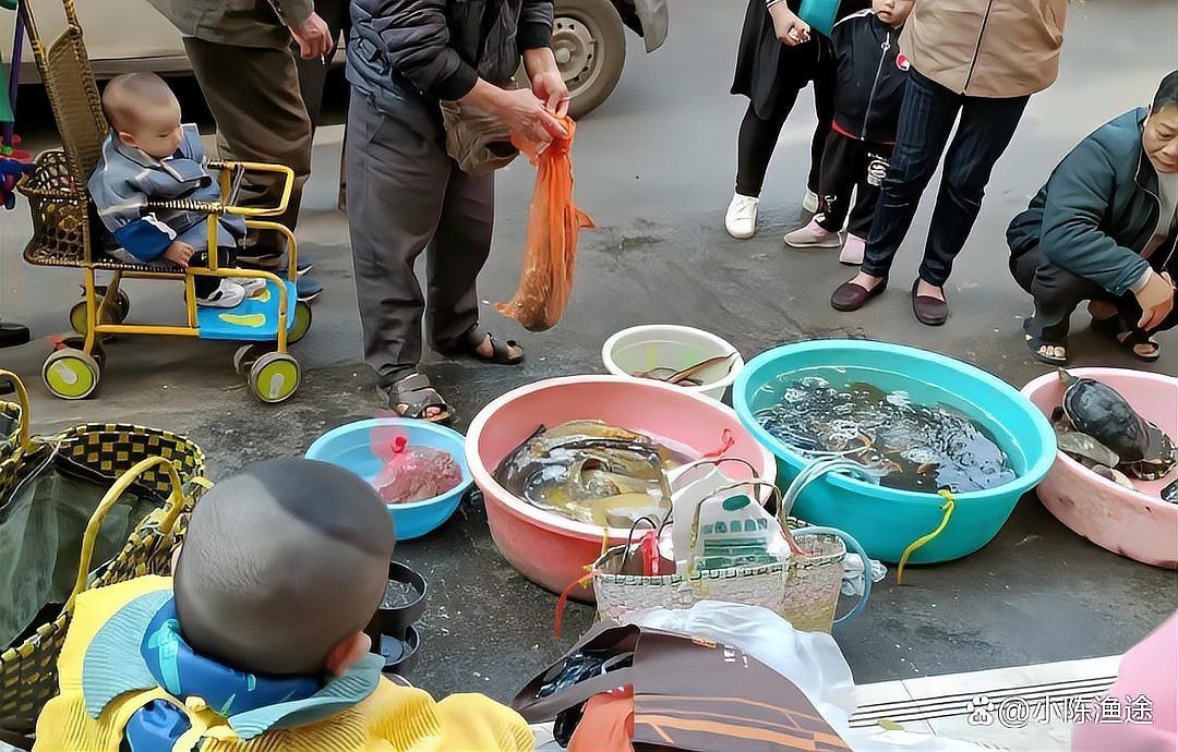 龍躉魚為啥不建議吃【關于龍躉魚的幾點建議】