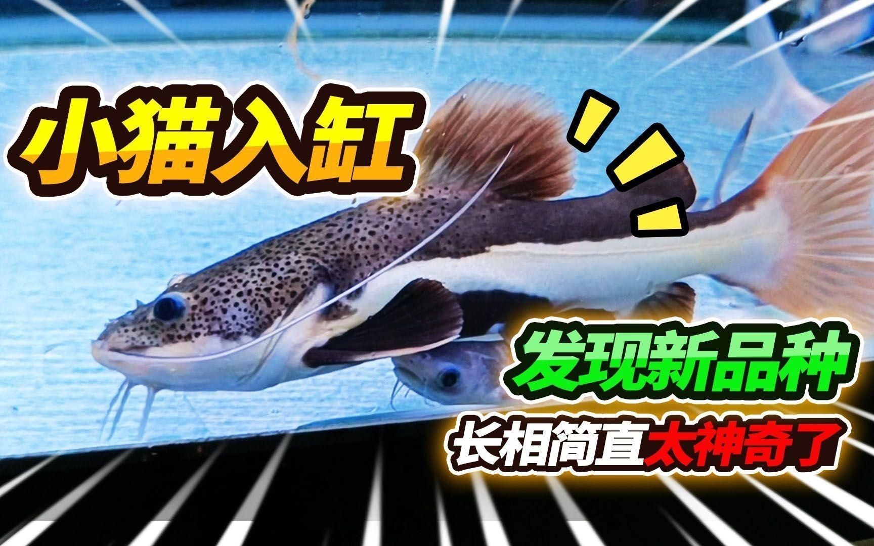 招財貓魚有哪些品種？【招財貓是什么魚】