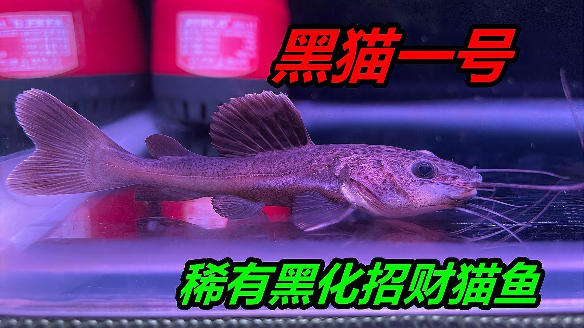 招財貓魚有哪些品種？【招財貓是什么魚】