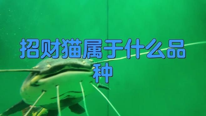 招財貓魚有哪些品種？【招財貓是什么魚】