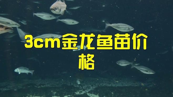 金龍魚2-3厘米魚苗的價格范圍【金龍魚2-3厘米價格】