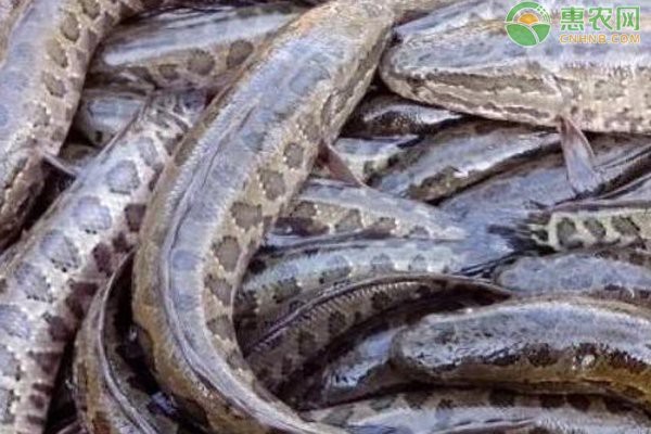 十大常見的黑色魚圖片【《黑色魚圖片》*的十大常見黑色魚圖片】 十大常見的黑色魚圖片【《黑色魚圖片》*的十大常見黑色魚圖片】 龍魚論壇 第6張