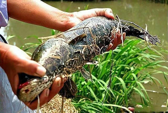 十大常見的黑色魚圖片【《黑色魚圖片》*的十大常見黑色魚圖片】 十大常見的黑色魚圖片【《黑色魚圖片》*的十大常見黑色魚圖片】 龍魚論壇 第3張