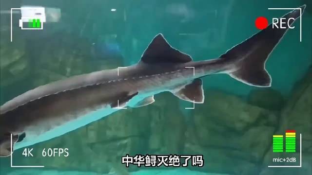 鱘龍魚的保護現狀如何？【中華鱘的保護現狀】