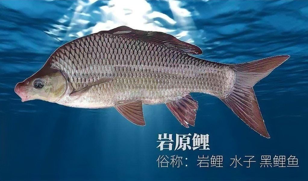 鯉魚是國家保護動物嗎【這5種野生鯉魚釣到一定要放生，每種都“很刑”小小漁樂圈】 鯉魚是國家保護動物嗎【這5種野生鯉魚釣到一定要放生，每種都“很刑”小小漁樂圈】 龍魚百科 第2張