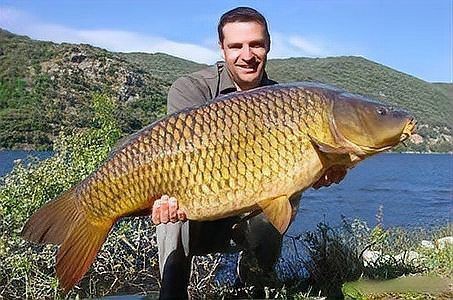 鯉魚是國家保護動物嗎【這5種野生鯉魚釣到一定要放生，每種都“很刑”小小漁樂圈】 鯉魚是國家保護動物嗎【這5種野生鯉魚釣到一定要放生，每種都“很刑”小小漁樂圈】 龍魚百科 第5張