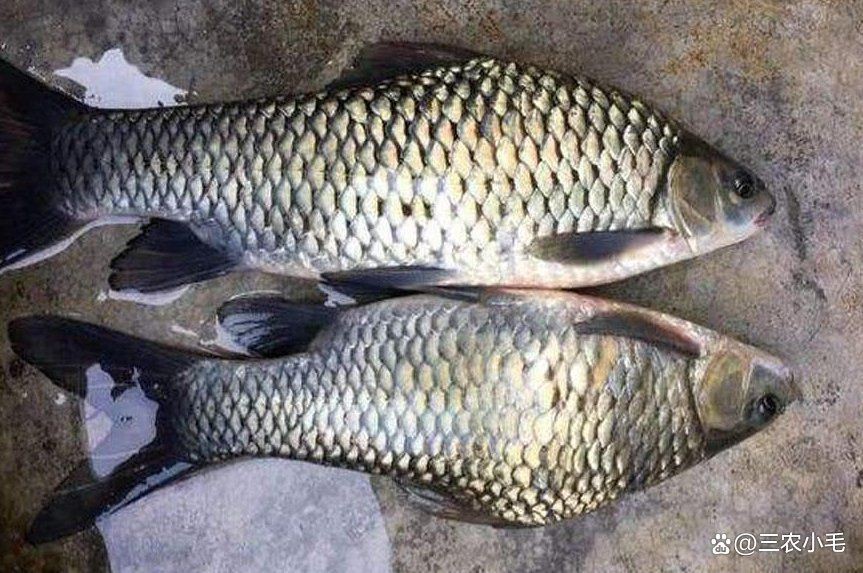 鯉魚是國家保護動物嗎【這5種野生鯉魚釣到一定要放生，每種都“很刑”小小漁樂圈】 鯉魚是國家保護動物嗎【這5種野生鯉魚釣到一定要放生，每種都“很刑”小小漁樂圈】 龍魚百科 第6張
