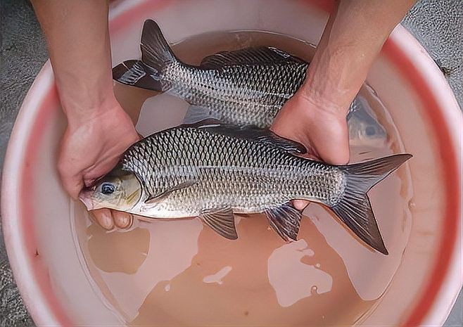 鯉魚是國家保護動物嗎【這5種野生鯉魚釣到一定要放生，每種都“很刑”小小漁樂圈】 鯉魚是國家保護動物嗎【這5種野生鯉魚釣到一定要放生，每種都“很刑”小小漁樂圈】 龍魚百科 第7張
