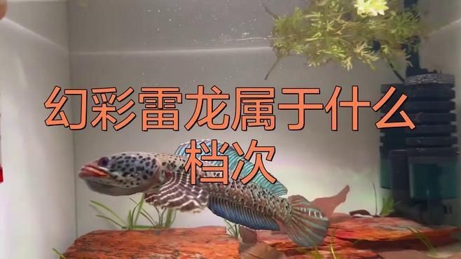 幻彩雷龍屬于什么檔次【幻彩雷龍魚屬于中高檔次的觀賞魚】