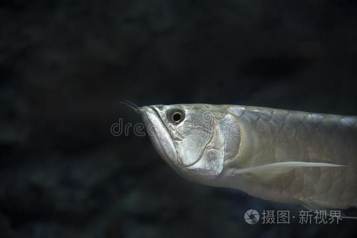 金龍魚高清圖片可以做什么用？【金龍魚掛畫讓家更有格調的秘密淘寶網金龍魚擺件寓意深】