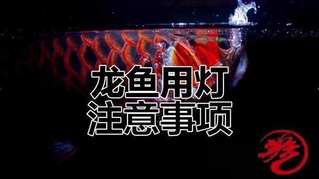 龍魚燈擺放需要哪些注意事項？【龍魚燈光擺放技巧】