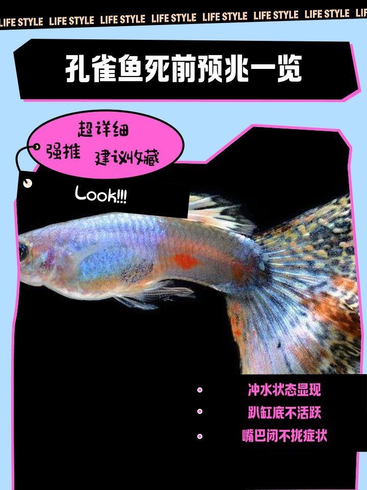 如何判斷孔雀魚是否夜間死亡？【孔雀魚夜間死亡前的十大征兆】