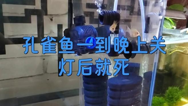 如何判斷孔雀魚是否夜間死亡？【孔雀魚夜間死亡前的十大征兆】