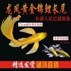 長尾龍鳳錦鯉的價格是多少？【長尾龍鳳錦鯉價格】