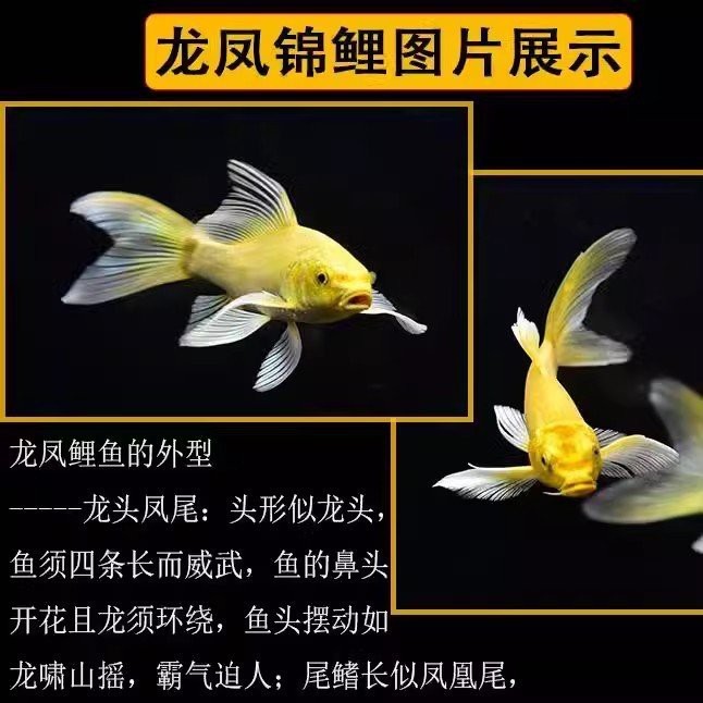 長尾龍鳳錦鯉的價格是多少？【長尾龍鳳錦鯉價格】