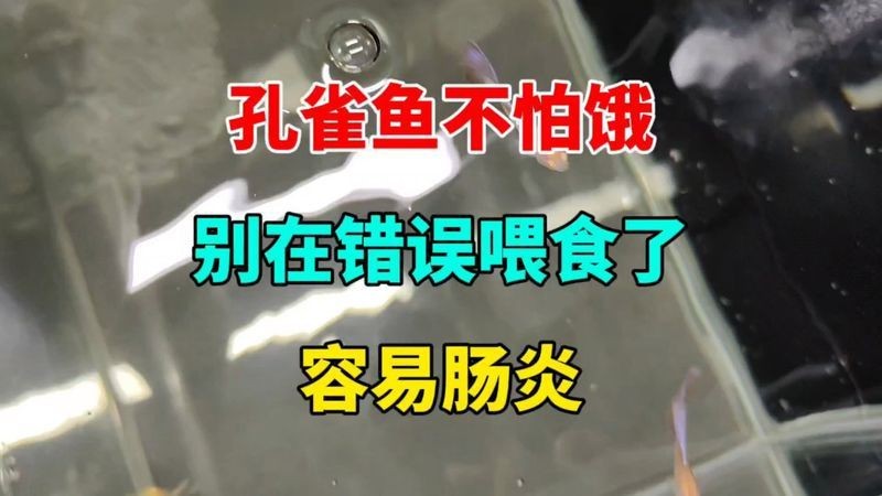 孔雀魚大肚子2個(gè)月還沒生【孔雀魚大肚子2個(gè)月還沒生產(chǎn)是怎么回事？】