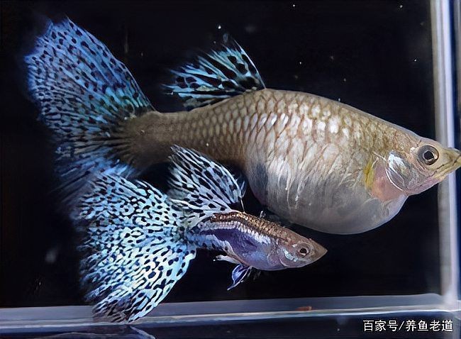 孔雀魚大肚子2個(gè)月還沒生【孔雀魚大肚子2個(gè)月還沒生產(chǎn)是怎么回事？】