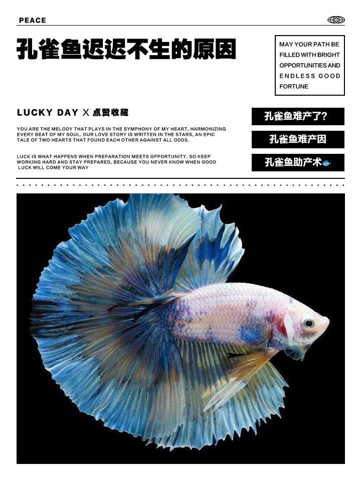 孔雀魚(yú)大肚子2個(gè)月還沒(méi)生【孔雀魚(yú)大肚子2個(gè)月還沒(méi)生產(chǎn)是怎么回事？】