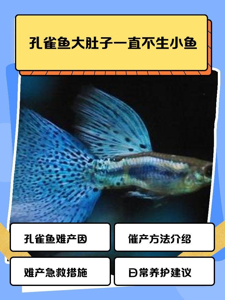 孔雀魚(yú)大肚子2個(gè)月還沒(méi)生【孔雀魚(yú)大肚子2個(gè)月還沒(méi)生產(chǎn)是怎么回事？】
