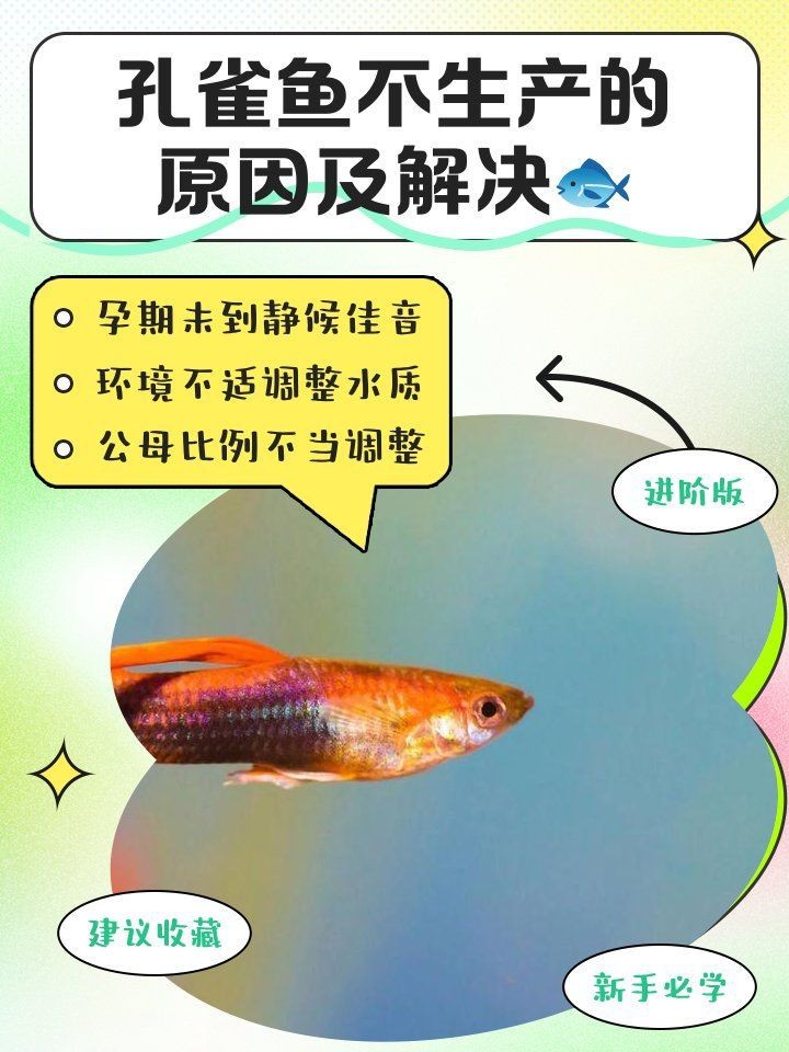 孔雀魚(yú)大肚子2個(gè)月還沒(méi)生【孔雀魚(yú)大肚子2個(gè)月還沒(méi)生產(chǎn)是怎么回事？】